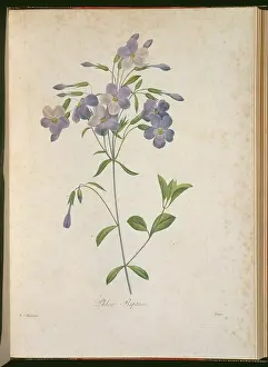 Fleurs: Phlox stolonifera, creeping phlox
