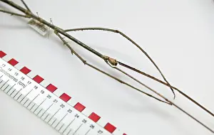 Longest: Phobaeticus chani, Chan's megastick