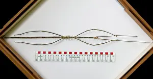 Longest: Phobaeticus chani, Chan's megastick