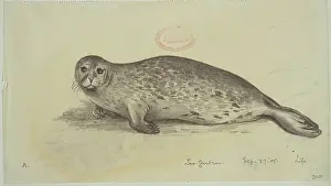 Phoca: Phoca vitulina, harbour seal