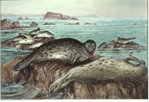 Phoca: Phoca vitulina, harbour seal