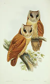 Badius: Phodilus badius, Oriental bay owl