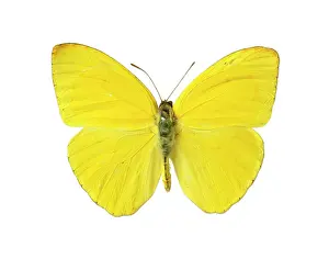 Galapagos: Phoebis sennae, cloudless sulphur butterfly