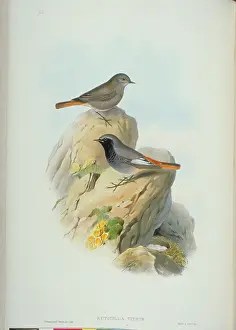 Redstart: Phoenicurus ochruros, black redstart