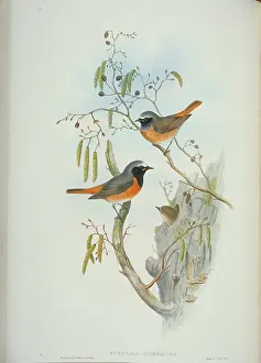 Catkin: Phoenicurus phoenicurus, common redstart
