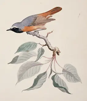 Redstart: Phoenicurus phoenicurus, common redstart