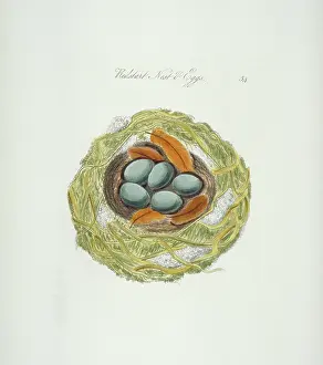 Clutch: Phoenicurus phoenicurus, common redstart nest and eggs