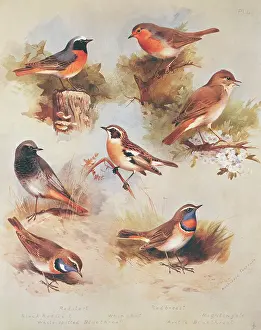Rufous: Phoenicurus phoenicurus, P. ochruros, Luscinia megarhynchos