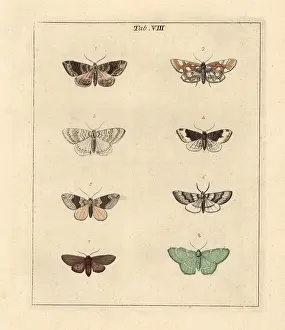Dragonflies: Phoenix, brown China mark and other moths