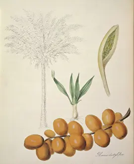 Arecaceae: Phoenix dactylifera, palm date