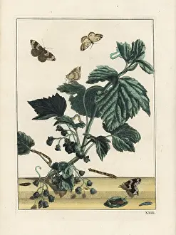 Metamorphoses: Phoenix moth, Eulithis prunata, on flower