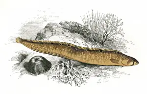 Gunnel: Pholis gunnellus, or Rock Gunnel