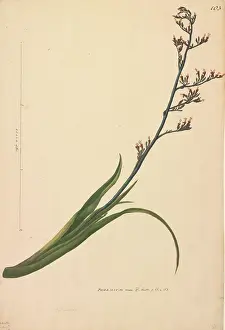Xanthorrhoeaceae: Phormium tenax