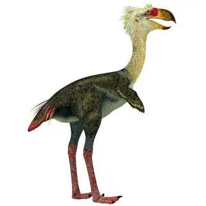 Phorusrhacos: Phorusrhacos, an extinct genus of flightless predatory birds