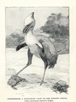 Phorusrhacos: Phorusrhacos longissimus