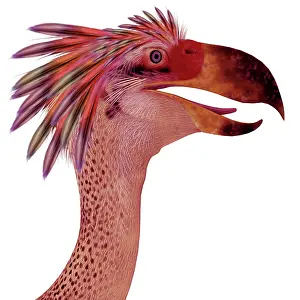 Ugliness: Phorusrhacos terror bird portrait