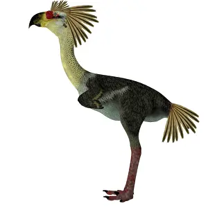 Ugliness: Phorusrhacos terror bird, side profile
