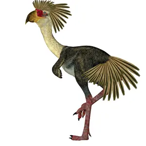 Ugliness: Phorusrhacos terror bird standing on one leg