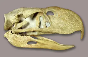Phorusrhacidae: Phorusrhacus longissmus