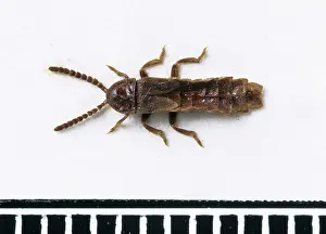 Glowworm: Phosphaenus hemipterus, glow worm