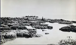 Anthozoan: Photograph of coral from the Yonge collection