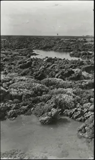 Anthozoan: Photograph of corals from the Yonge collection