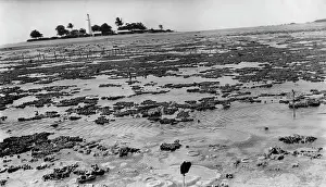 Anthozoa: Photograph of reef flat with lighthouse in the background
