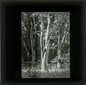 Alex Lambert Lantern Slide Collection: Photograph of Trees in light