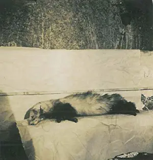 Mongoose: Photographs concerning Gef the talking mongoose