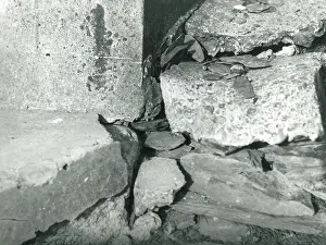 Mongoose: Photographs concerning Gef the talking mongoose