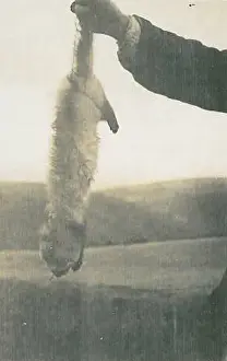 Mongoose: Photographs concerning Gef the talking mongoose