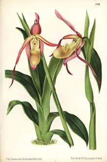 Cypripedium: Phragmipedium longifolium orchid