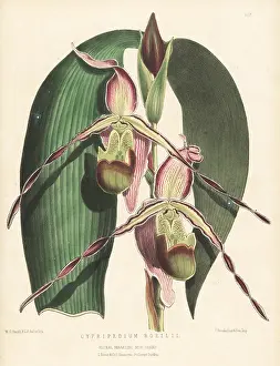 L. Reeve: Phragmipedium longifolium var. longifolium