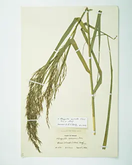 Australis: Phragmites australis (Cav.), common reed
