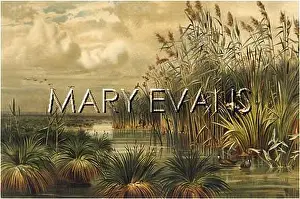 Phragmites: PHRAGMITES COMMUNIS