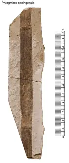 Commelinid: Phragmites oeningensis