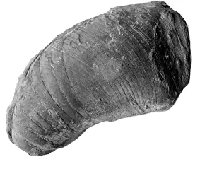 Aguirre: Phragmoceras sp. nautiloid