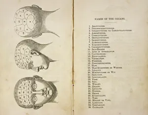 Phrenological: Phrenological Head
