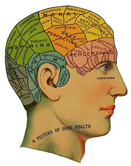 Phrenological: Phrenological head