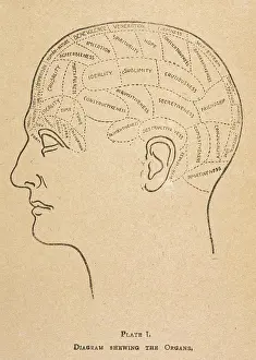 Phrenology: Phrenological head