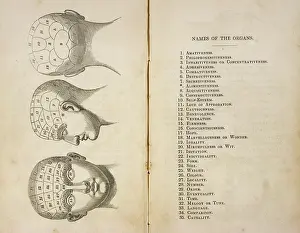 Phrenology: Phrenological Head