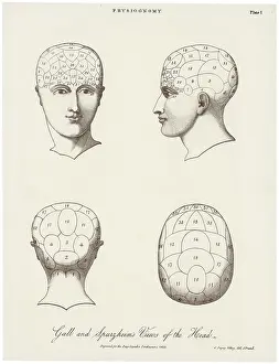 Phrenology: PHRENOLOGICAL SYSTEMS