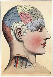 Fringe: Phrenology chart, showing presumed areas of activity