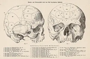 Phrenology: Phrenology - Gall