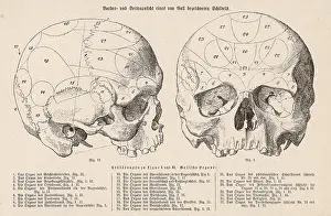 Phrenology: Phrenology - Gall