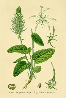 Phyteuma: PHTEUMA SPICATUM