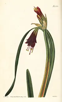 Amaryllis: Phycella cyrtanthoides