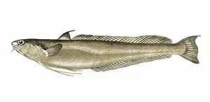 Hake: Phycis blennoides, or Blennoid Forkbeard