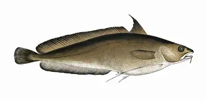 Hake: Phycis phycis, or Greater Forkbeard