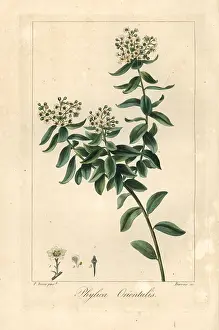 Bessa: Phylica orientalis, native to South Africa